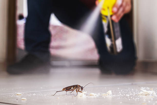 Reliable Seabrook Island, SC Pest Control Solutions