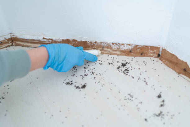 Insect Control in Seabrook Island, SC