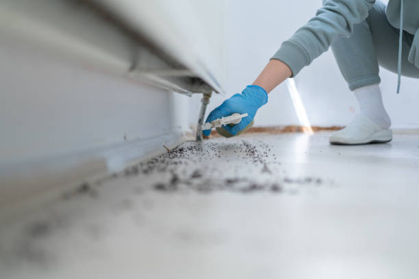 Best Flea Control Services  in Seabrook Island, SC